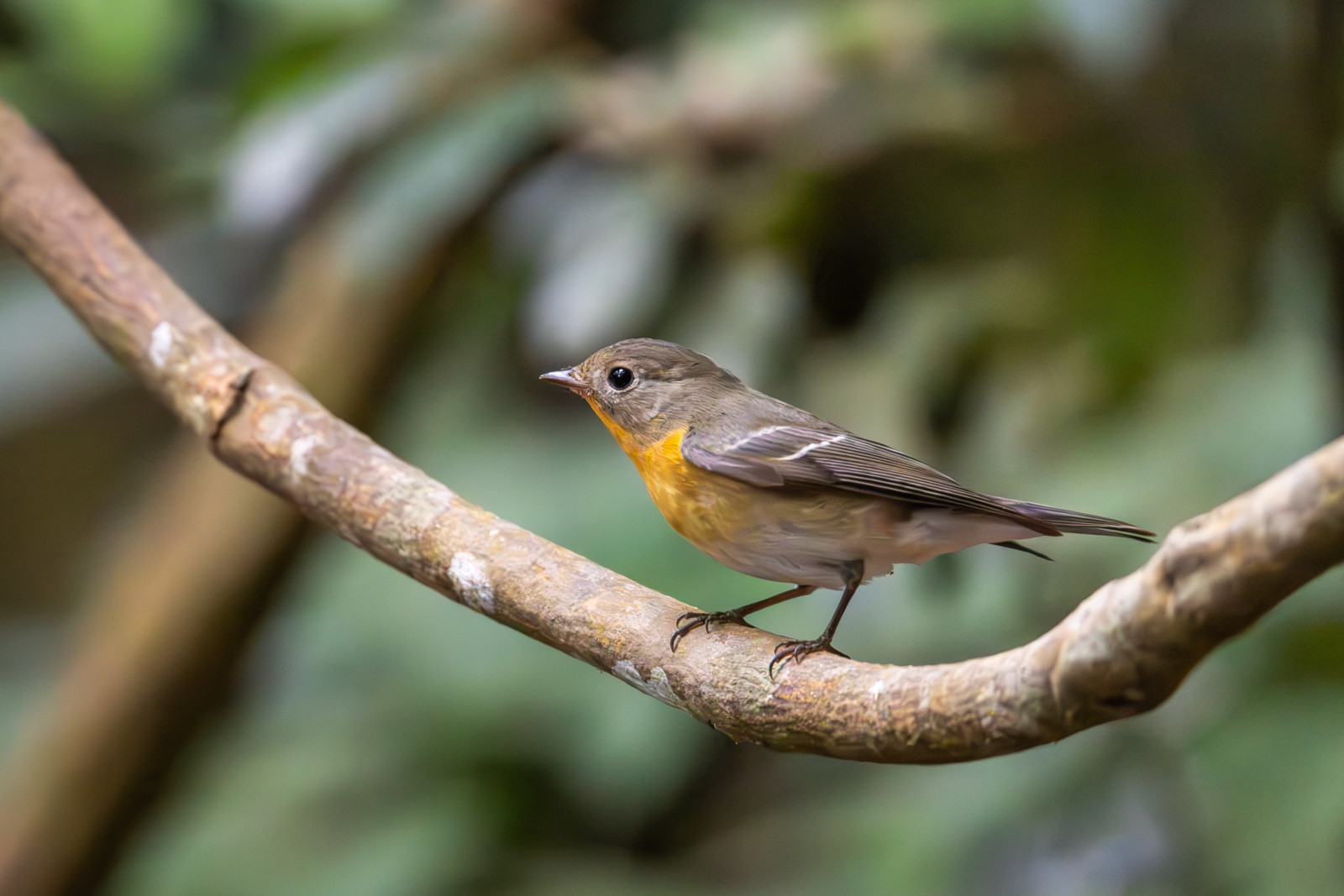 image Mugimaki Flycatcher